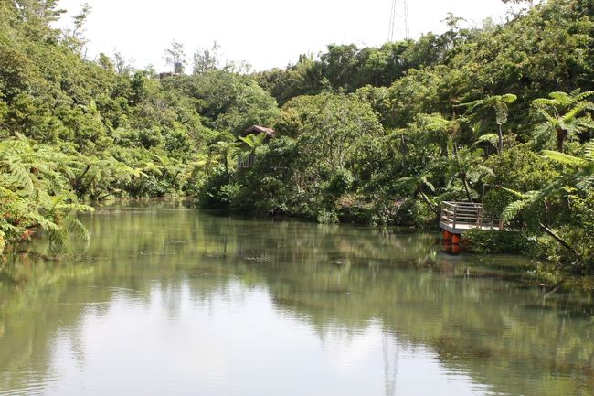 熱帯の池と言った様相。