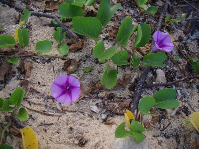 3日目、食事前にビーチのお散歩です。<br />
