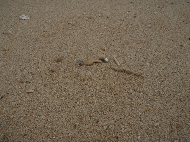 ヤドカリもいっぱいいます。