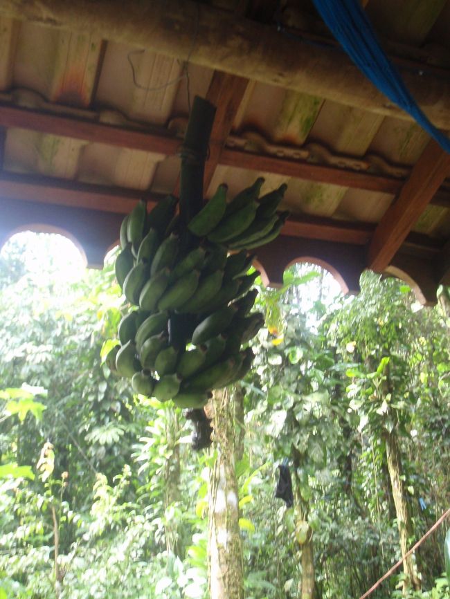 取ってきたバナナをつるして、熟すのを待ちます！