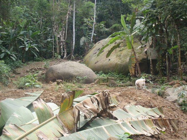 大きな石や、バナナの葉が落ちていたり・・・