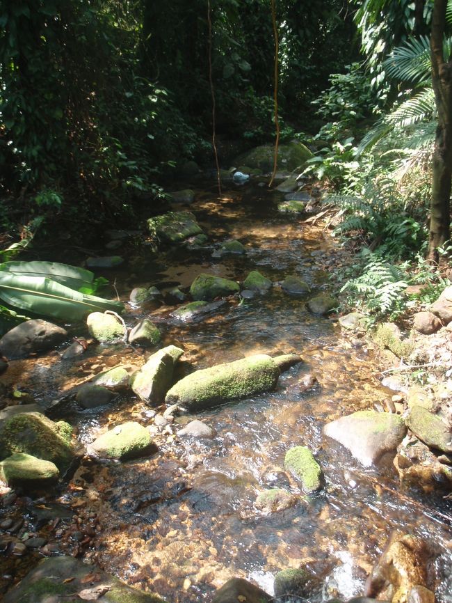 コテージの近くを流れている小川