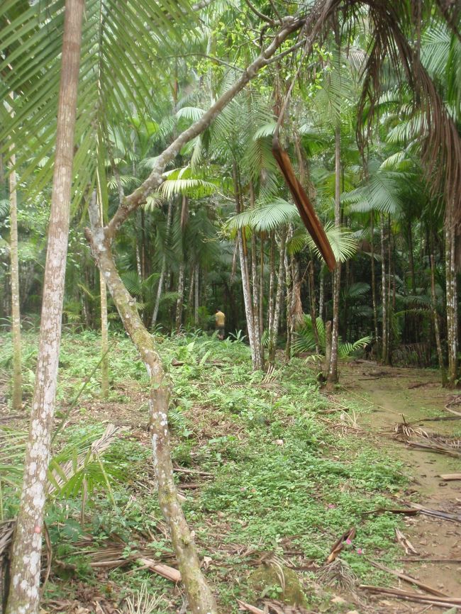 ここから歩いて、コテージへ。