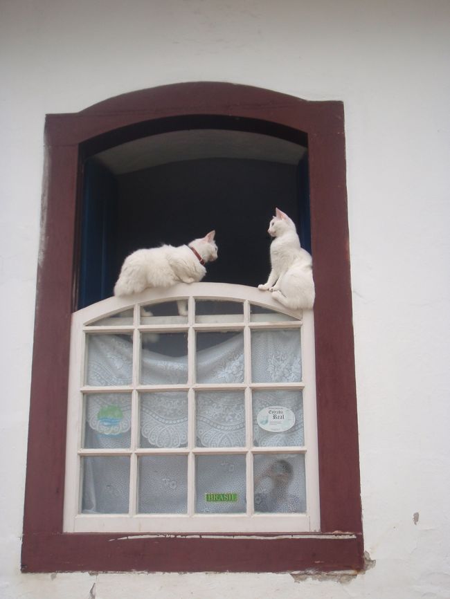 またまた、PARATYの旧市街を散策。<br /><br />お店の猫がかわいい☆