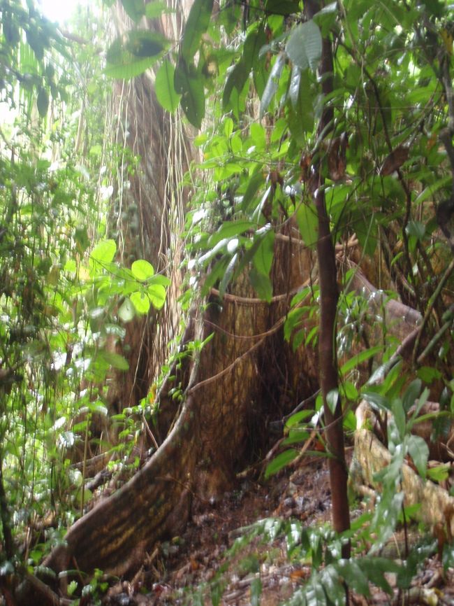 ジャングル散策。この辺りで一番大きな木だとか・・・。<br />（写真だと大きさが分からないので残念。。。）