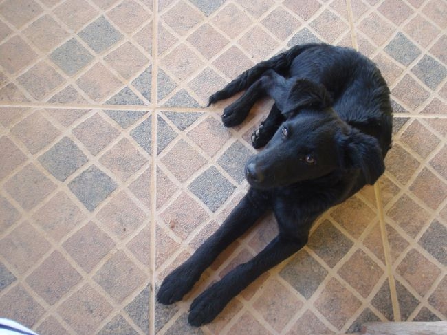 ＜8月28日＞<br />コテージから車で20分くらいのビーチでのんびり。<br />が、写真がない！<br /><br />＜8月29日＞<br />友達のお母さんのお家に戻り、帰国の準備。<br />写真の犬は、お母さんが飼っている犬。すごい人懐こい。<br /><br />いよいよ、ブラジルから日本へ。。。あっという間だった。<br /><br />デルタ航空256便　8/29 22:25サンパウロ発　8/30 8:20デトロイト着<br />デルタ航空627便　8/30 20:15デトロイト発　8/31 22:30羽田着<br /><br />帰りもデトロイト空港で12時間くらい待たなければいけなかったので、やっぱりデルタのラウンジで時間つぶしてました。