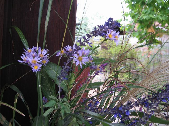 お庭に咲いている草花でしょうか、山門にさりげなく飾られています。<br /><br />その清楚な奥床しさに、期待に胸がふくらみます。<br /><br />叙ﾎ叙寰宸(れんじょうじ)は紀寺の跡といい、天平年間に聖武天皇の勅願で行基菩薩の開基とされ、後に紀有常があらためて伽藍を建立。<br />現在は浄土真宗遣迎院派の寺だそうです。