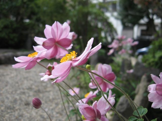 庭には秋の花が咲き始めていました。<br /><br />秋明菊。