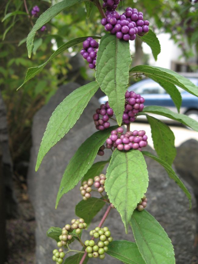 ムラサキシキブの実も緑色から紫色に染まりつつあります。<br /><br />「福智院もれんじょう寺もとっても良いお寺だったわ。貴女と来なければ知らなかった、ありがとう」<br />と孝謙さんに素直に感謝されました。