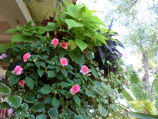 ハンギングの花もあちこちにありました。