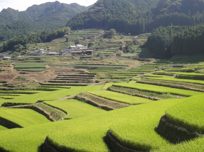 日本の棚田100選に選ばれたという鬼木の棚田へ。<br />　棚田って、地理の教科書で見たことはあるけれど、本物を見たのは初めてです。<br />　全部の畑は水が引かれ「水田」になっています。<br />　だんだん畑でなくて、だんだん田んぼが棚田なのです。<br /><br />　来週になると棚田のかかしコンテストをするそう。楽しそうですね。今刈り入れ前の稲が、どの水田も満たしていて、緑の穂が輝いてとても綺麗でした。<br /><br />　ここは中尾山に近く、窯元がいくつもあります。山の上から国道に戻る途中は窯元が沢山あり、橋の欄干や、塀の上に、波佐見焼の陶器が載っていてとても綺麗でした。