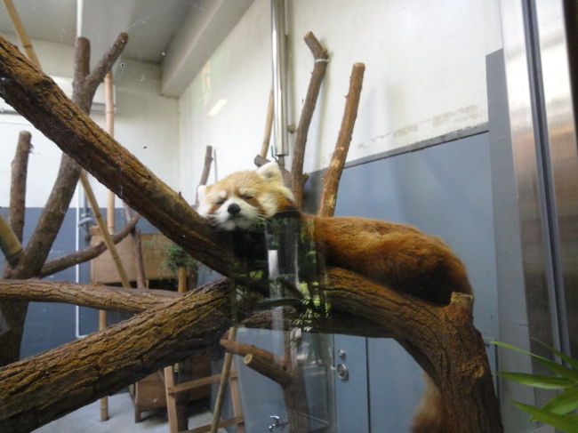 レッサーパンダは2匹セイタ君とココちゃんです。こっちはココちゃん。