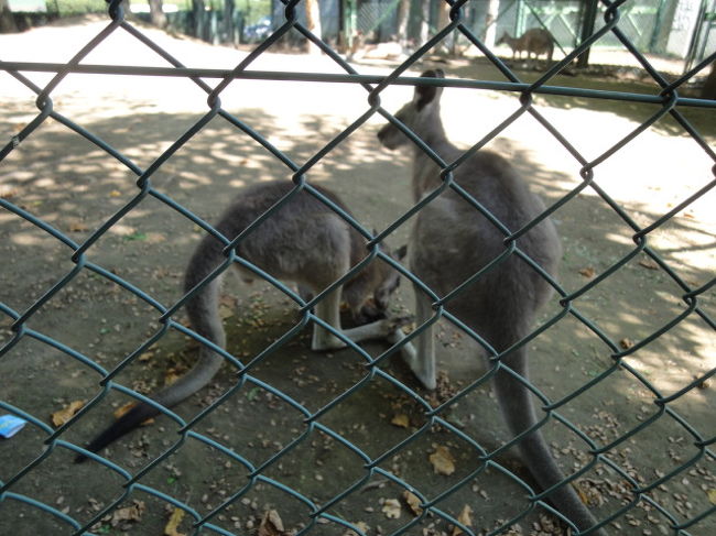 ワラビーのペア