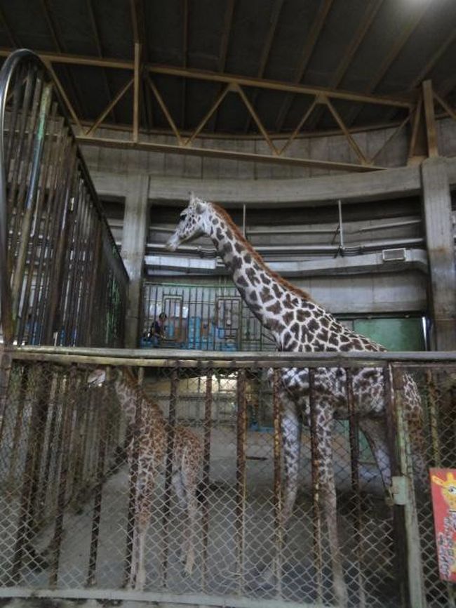 キリンの赤ちゃんがいます。お父さんユウマ　お母さんナナコとの間にできたナナスケだそうです。2011年6月生まれ。小っちゃくて可愛い。<br />マサイキリン、という種類だそうです。