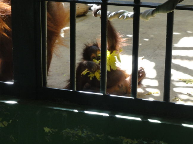 オラウータンの赤ちゃんハヤト君です。<br />2010.5.22生まれ　お父さん弟路朗と　お母さんレイんぼーの間に生まれました。