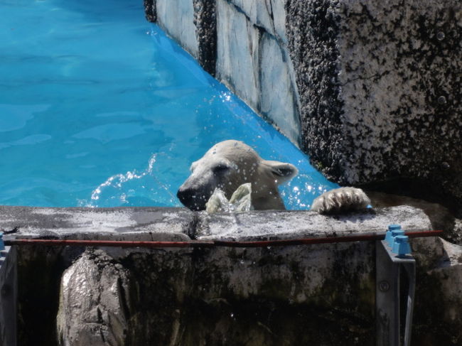 ホッキョクグマの赤ちゃんアイラです。２０１０．１２．２５生まれ。<br />お父さんデナリ　お母さんがララ。　<br />　プールサイドに体を乗り出してます。
