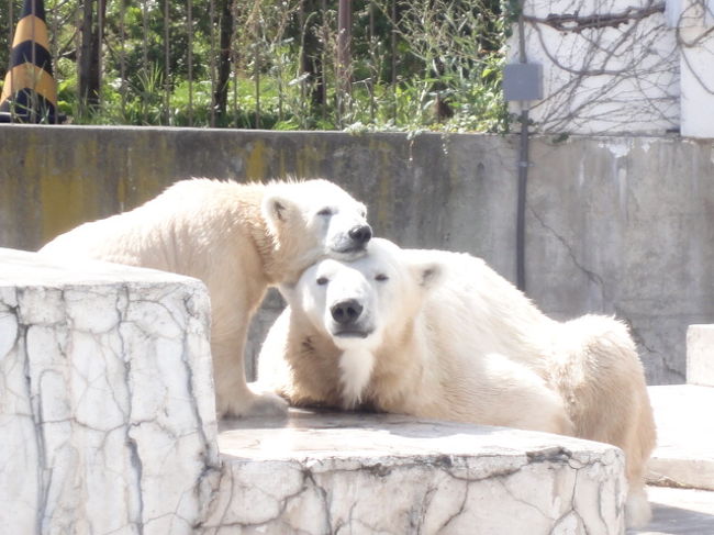 お母さんに甘えています。可愛い！<br />お母さんは、ごろごろ寝てます。