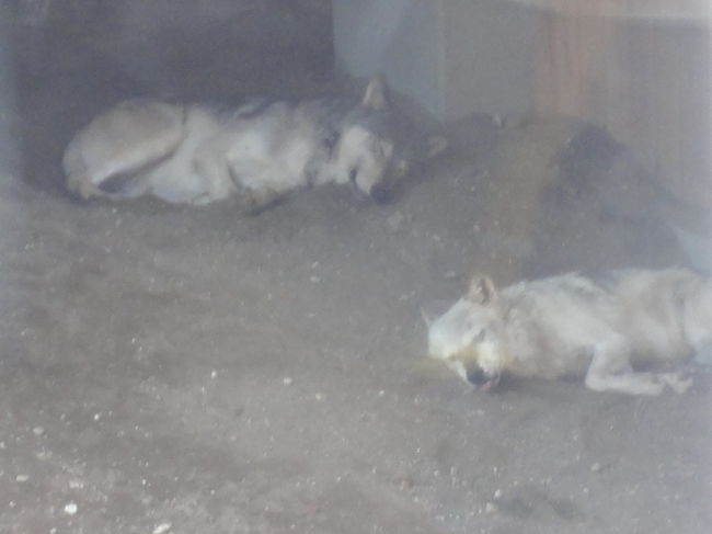 オオカミの子は暑くて寝ていました！<br />ジェイとキナコの間に２０１１．５．９に生まれた双子の男の子、<br />ユウキとショウと名付けられたそうです。<br />前の時に生まれたルークと5人家族だそうです。