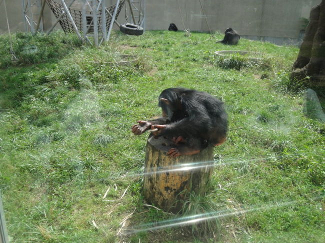 チンパンジーは穴の中に棒をいれて甘い汁を吸っています。<br />道具を使えるのがチンパンジーですね。