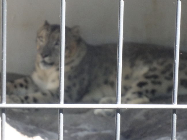 ユキヒョウの赤ちゃん。寝てます。