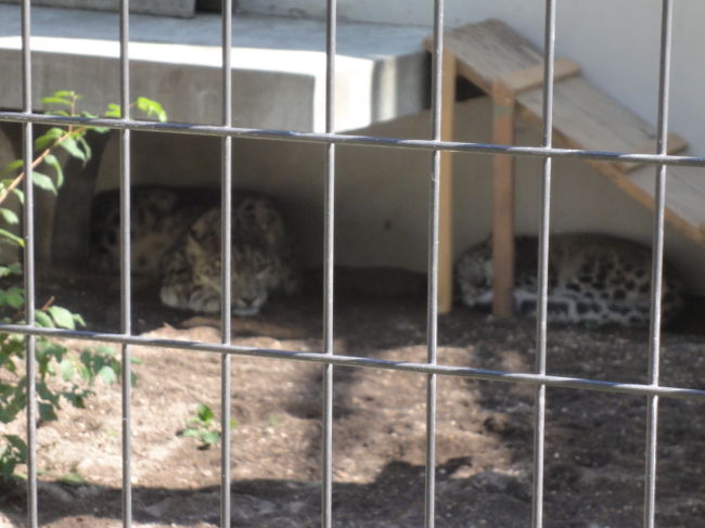 ユキヒョウの赤ちゃんとお母さん。