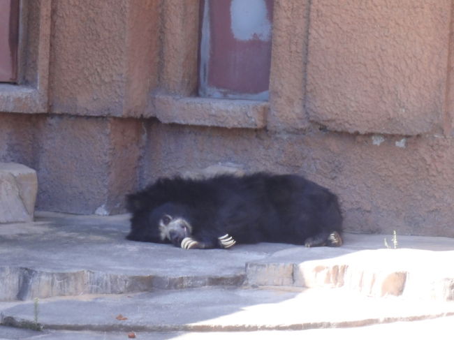 クマも寝てます