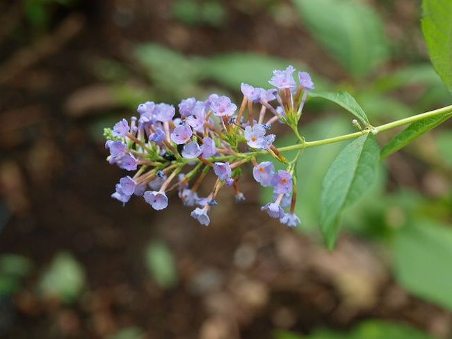 綺麗なお花も<br />
