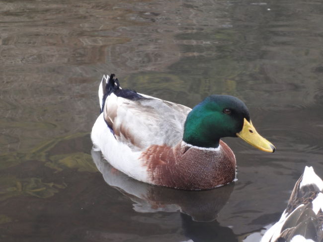 オシドリが泳いでいます。<br />この後、由布院の町を散策。有名な旅館のショップに立ち寄ったりしながら、駅方面へ。<br />　途中雪が降ってきました。<br />　駅を左折すると旅館「由布院ことぶき花の庄」に到着。<br />　