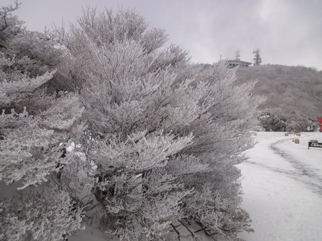 頂上駅について、みんな歓声をあげました。<br />わー綺麗ーーー！！<br /><br />木に咲く氷の花、霧氷。<br /><br />木々の細かい細かい枝の1本1本に氷の花が咲いています。