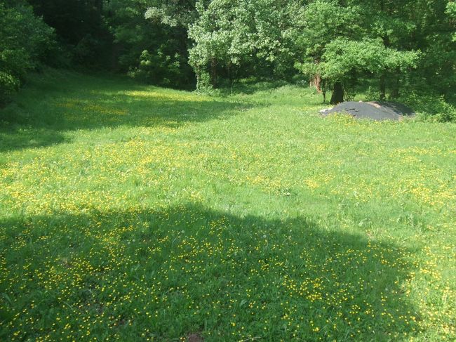 橋を渡ると山道になりますが、片側は一面の花畑。<br />これはタンポポ？？<br /><br />小学生の時以来、久々にタンポポの綿毛吹き飛ばしながら、鼻歌交じりに歩きました。