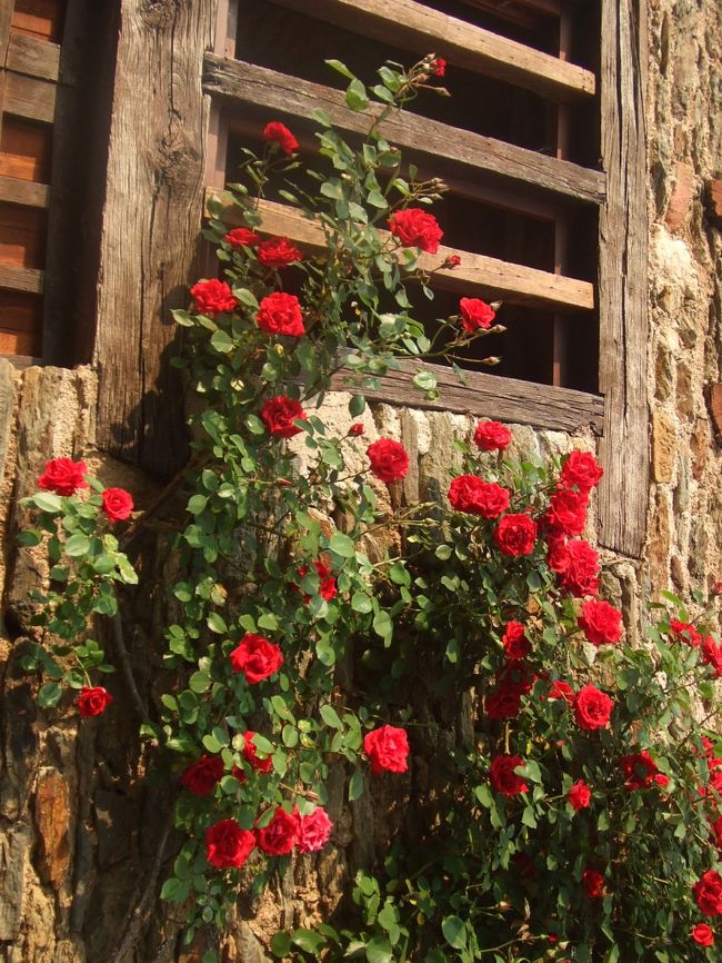 真っ赤なバラも夕日を浴びてオレンジがかっています。<br /><br />でも、このくらいから活発に動き出す者達も…