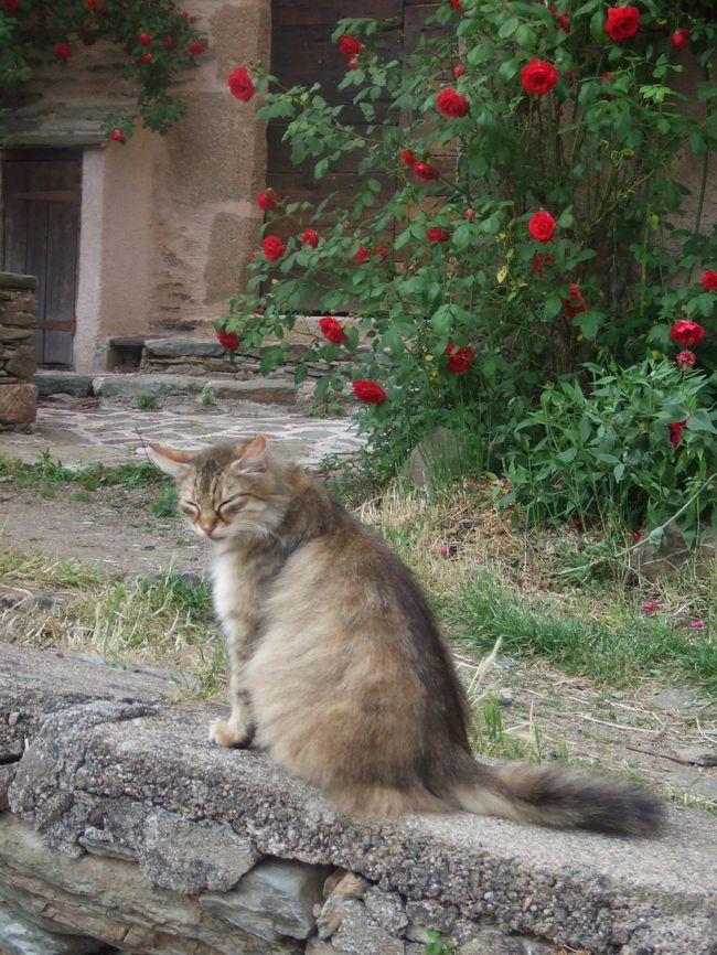バラと見返りネコ。