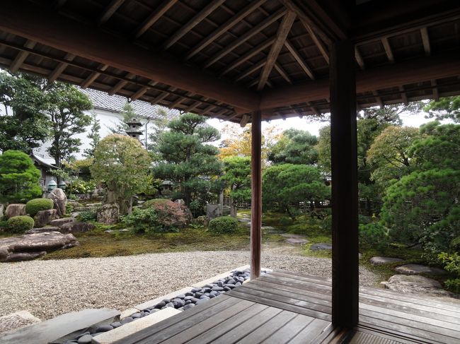 次の目的地は「萩」。昔アンノン族で萩・津和野は有名になりましたが<br />私はまだ行ったことがありませんでした。初めての萩。<br />弟が連れ行ってくれたのが「萩博物館」。萩の歴史や、幕末に活躍した方のエピソードなどを展示してあり、すごくりっぱな綺麗な博物館でした。<br />で、もう飽きるほど萩に来ている弟と両親は　萩らしい地区をスルーして食事に行くというので、私だけ食事抜きで、観光することに。<br />　一人で行った菊屋家住宅。<br />萩藩きっての豪商だったそうで、５棟全部が重要文化財