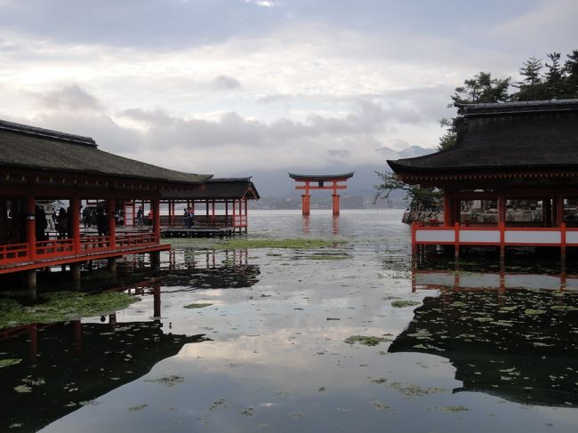 夕方の厳島神社。弟推薦の撮影アングルですって。<br /><br />前回は、もう、ここがメインで気合を入れて来たのに比べ、<br />今日は　ついでに来てしまったので、不思議です。<br />弟にしてみれば、住まいのテリトリーなので　気楽に来られる地元なのでしょう。<br />両親は、前に来たときは引き潮で、鳥居の周りに水がなかったそう。だから、今日は水がたっぷりあって、喜んでいました。<br />
