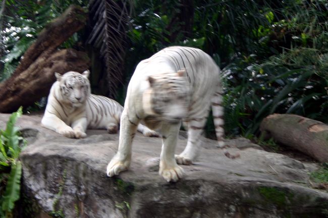 シンガポール動物園で童心に返る編☆国際色豊かな国シンガポールで遊び尽くした5日間』シンガポール(シンガポール)の旅行記・ブログ by  たらよろさん【フォートラベル】