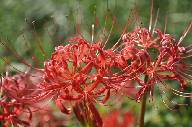 橋の近くで見つけた曼珠沙華