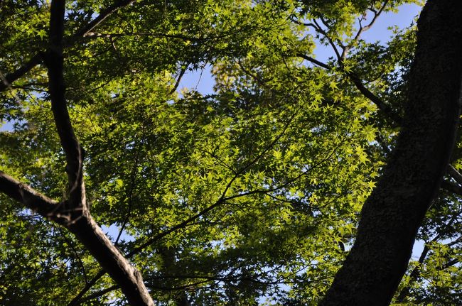 紅葉の頃は綺麗カモ。
