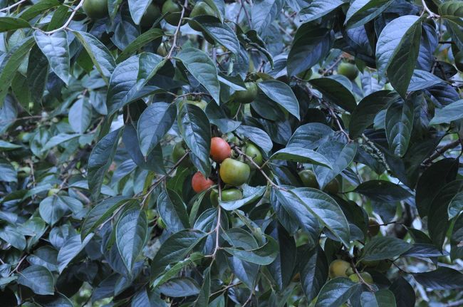 家老屋敷へ行く途中になっていました。