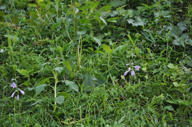 駐車場に戻る途中で見つけた花