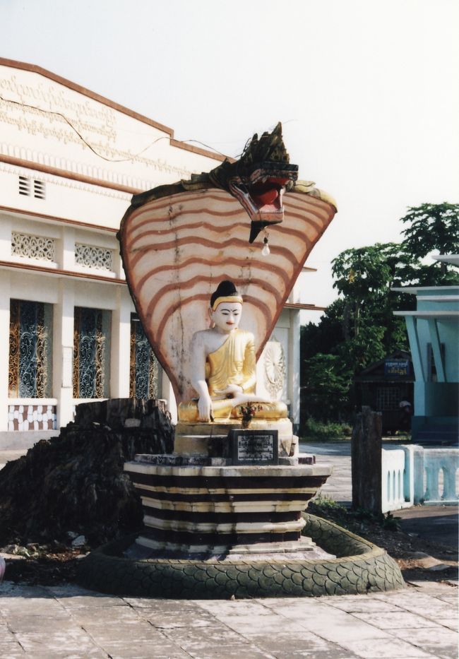 キングコブラの光背。