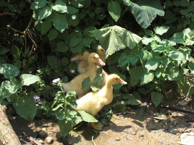 土楼を目の前にして興奮していたら、足元にはこんなかわいい鳥の雛が。