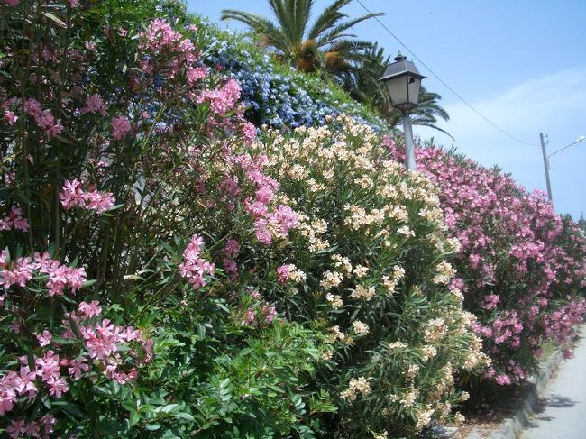 たまには美しい写真も