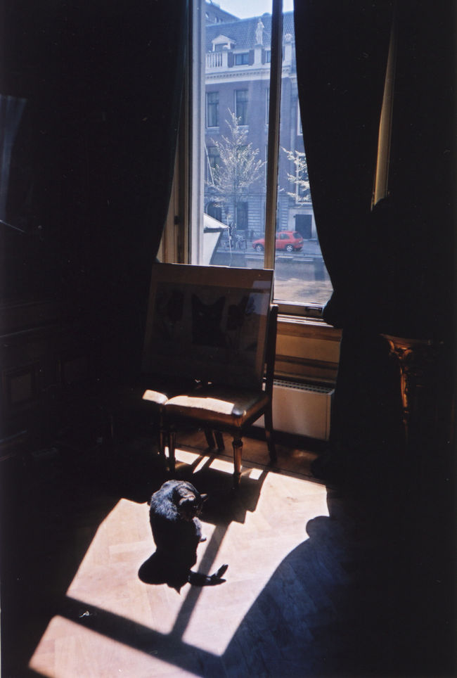 猫の博物館にいた猫。