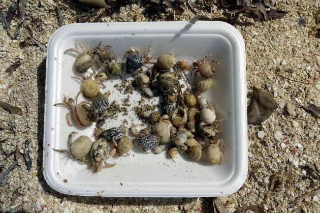 集めてきたヤドカリを