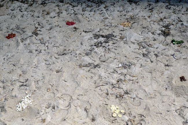 等間隔に並べたヤドカリの餌（食材など）の中心に置きます