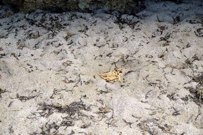 暫くして見に行くと、えびせんと