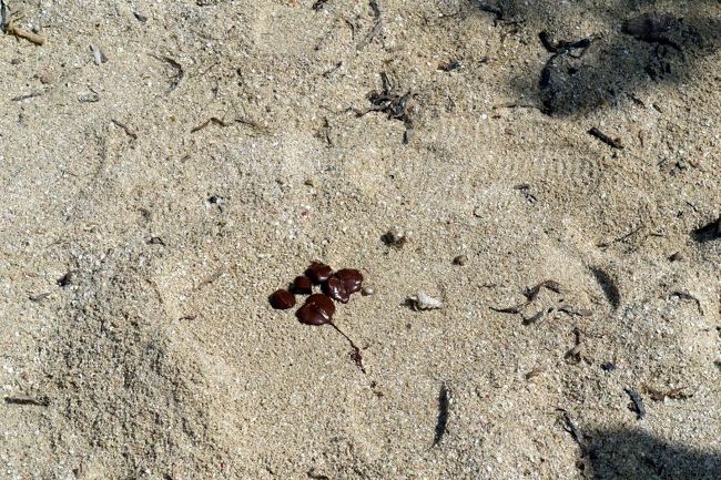 チョコレートのところに集まっていました