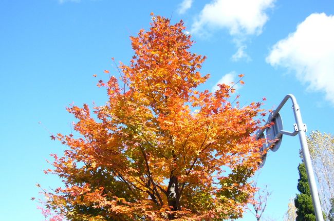 木の色が綺麗！