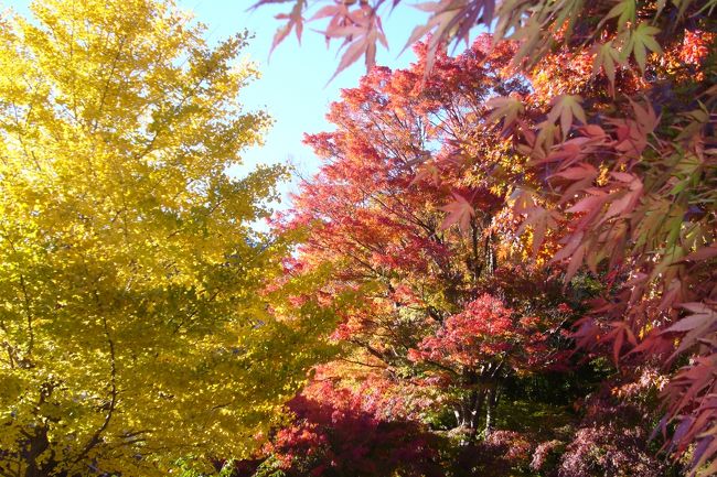 もみじが綺麗な場所へ
