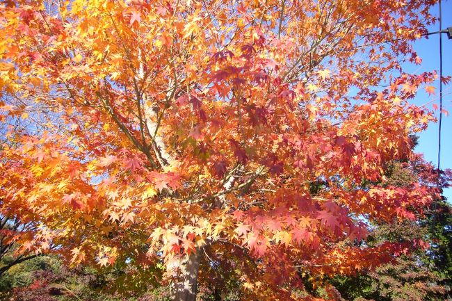 一番いい時期でした